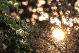 sunsetting