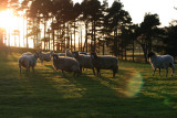 sunsetty sheep