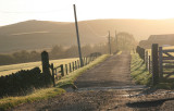 a very pheasant morning...