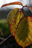 leaf echo