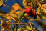 rose hips