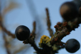 sloe-ly does it....
