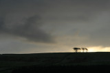 The elephant trees