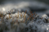 frosty moss