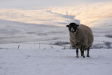 frozen lamb with a frozen smile