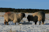 Ewe wash, Ill dry.