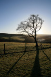 Tree silhouette