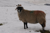 something old, something ewe