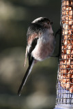 Long Tailed Tit