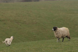 Im gonna run to ewe