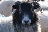 Ewe snotty cow!