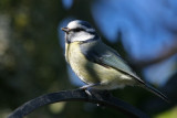 Blue Tit