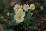 primula