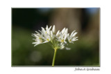 wild garlic