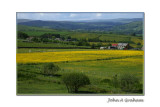 fields of buttercups