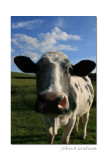 moo-vie star looks