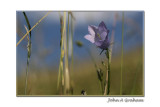 harebell