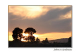 sheepy sunset