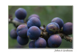 sloes