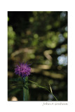 Knapweed