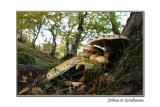 mushrooms