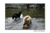 Ozzys swimming lesson