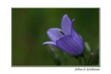 harebell