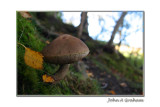 bolete