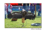 vulture sunbathing (Stanhope Show)