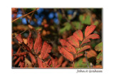 Autumn colour