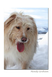 Snow monster