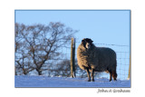 Merry Christmas to ewe