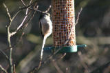 long tailed tit.jpg