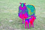 baa baa rainbow sheep