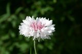 white cornflower