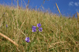 harebells1