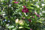 apple and clematis.