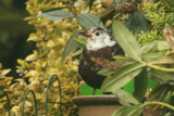 Mrs Blackbird has been decorating....