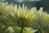 flowers in the rain