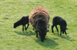 Hebrideans
