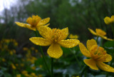 marsh marigold