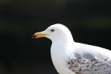 Young gull