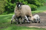 triplets at teatime