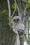 Owlet.