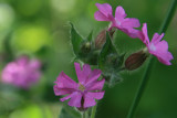 red campion