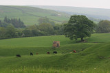 pastoral