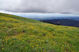 Marys Peak summit meadow #1
