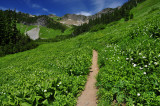 Church Mountain Trail, Meadow Study 3