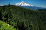 Mount Hood from Anthill Trail