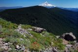 Mount Hood from Chinidere #3